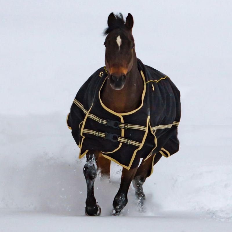 Noble Equestrian Guardsman 4 In 1 Blanket Statelinetack Com