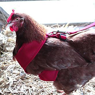 Adjustable Mesh Chicken Harness