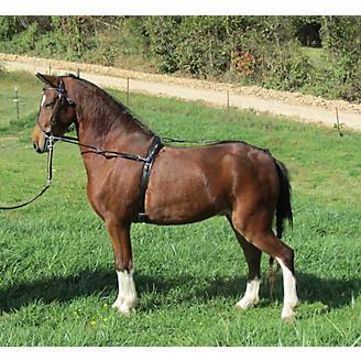 Ozark Mini/Pony Training Surcingle