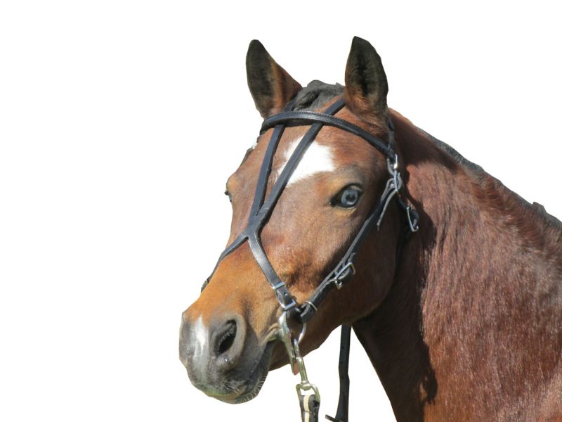 MWOBP Ozark Mini/Pony Open Headstall Pony sku MWOBP