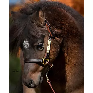 Ozark Mini/Pony Personalized Leather Halter