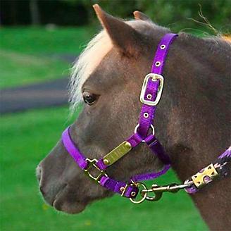weaver miniature horse adjustable chin halter purple