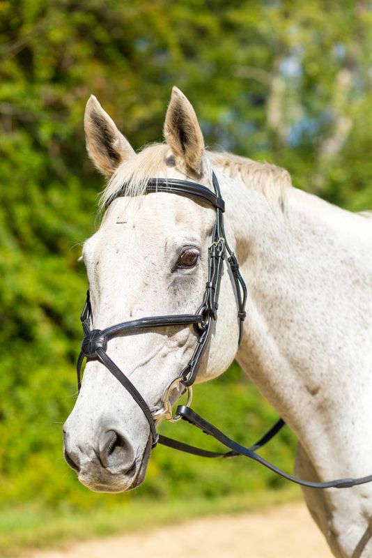 Shires Avignon Woodside Bridle Full Havana