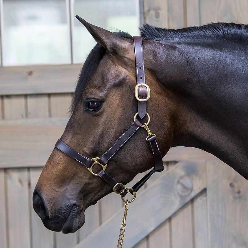 Leather Halter for Foals, Shetlands, and Yearlings - back instock!