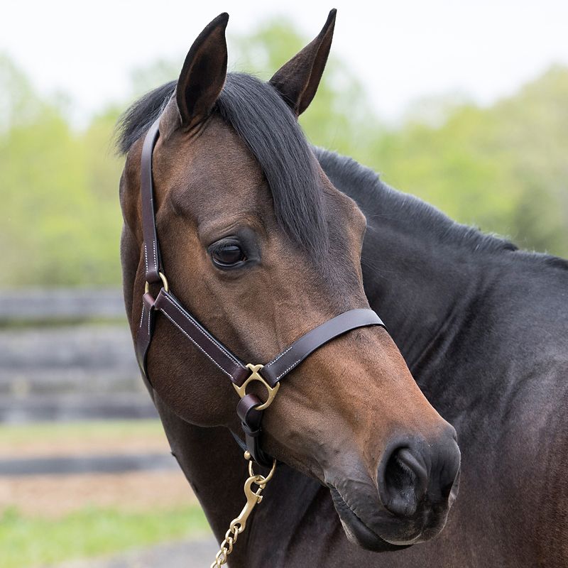 Perfect Daily Use Halter