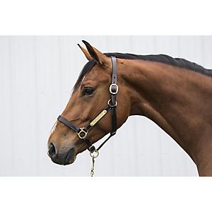 NEW BROWN LEATHER HALTER W THICK PADDED PULL & NOSE W BRASS FITTINGS COB SIZE 