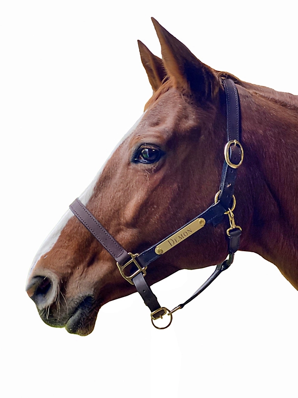 How to care for your leather halter