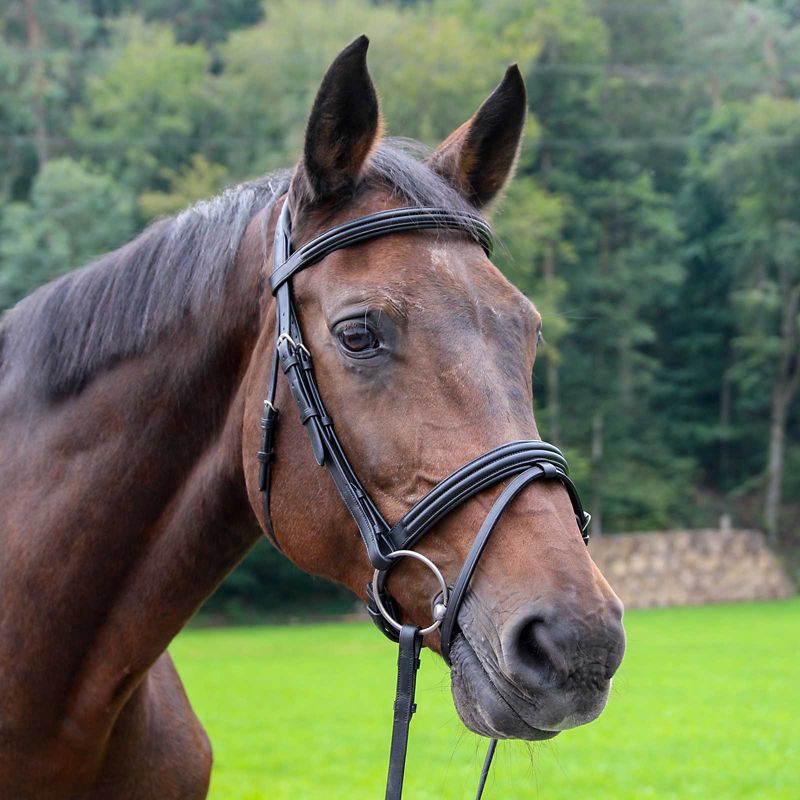 Vespucci Double Raised Snaffle Bridle Cob