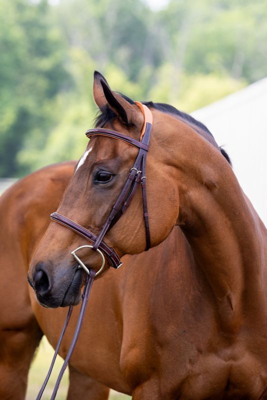 Vespucci Fancy Raised Hunter Bridle Cob OakBark