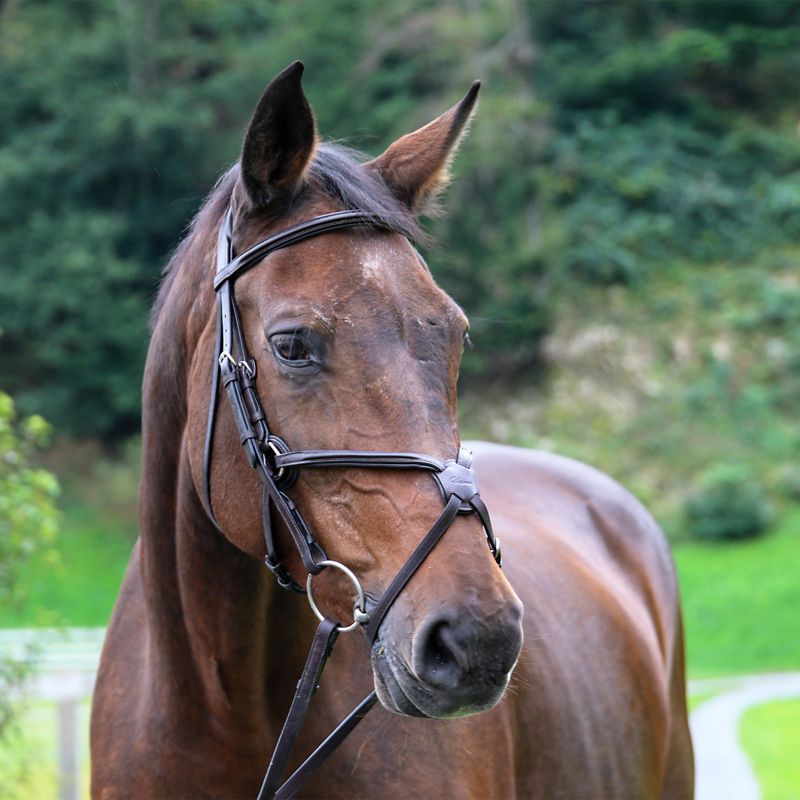 Vespucci Raised Figure 8 Bridle Cob OakBark