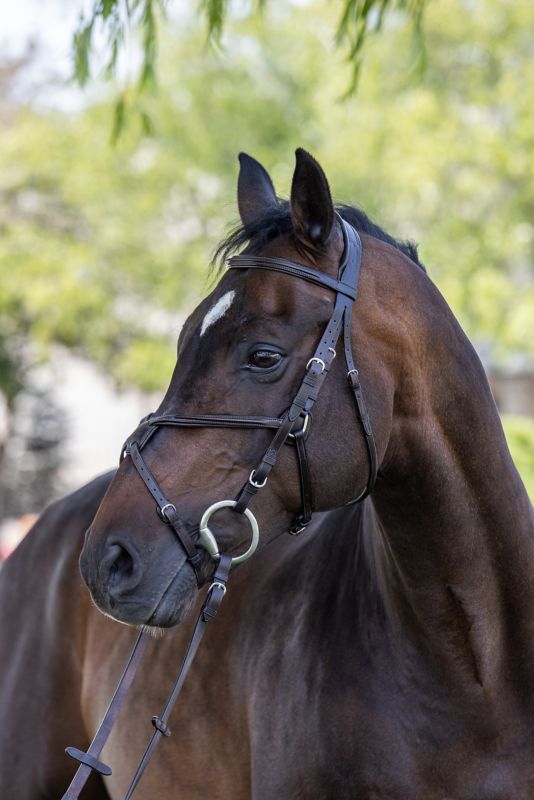 Vespucci Raised Figure 8 Bridle Cob Black