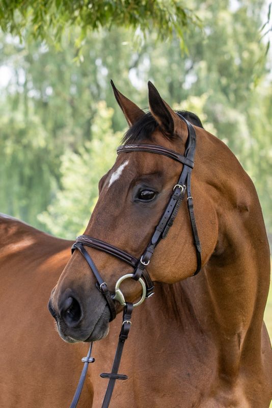 Vespucci Fancy Raised Jump Bridle Cob