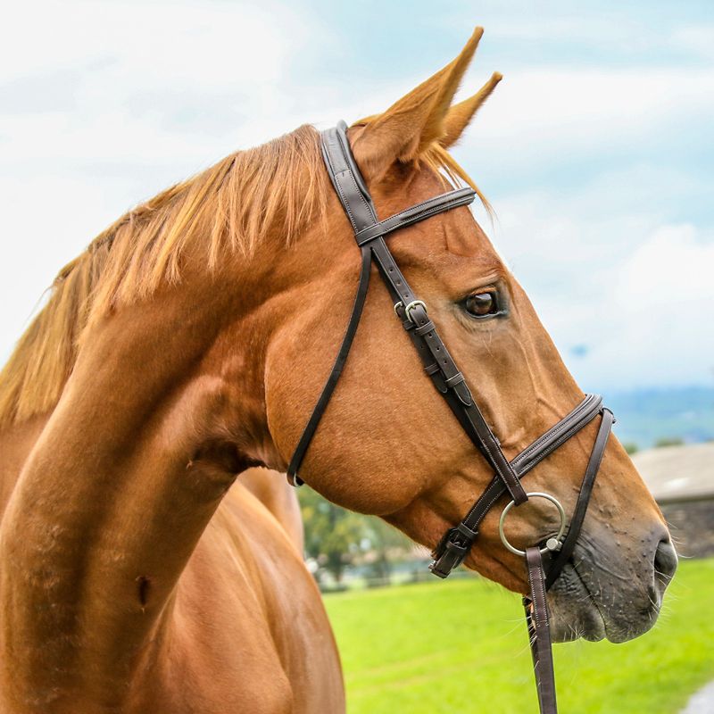 Vespucci Plain Raised Jump Bridle Cob