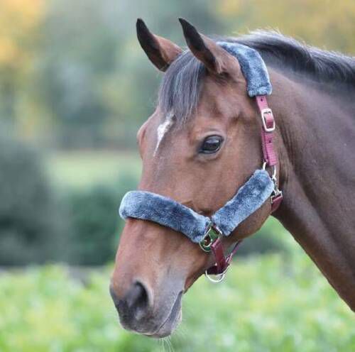 Shires Fleece Lined Headcollar Cob Burgundy