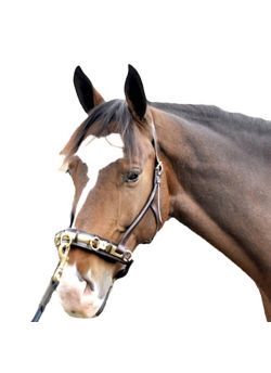 Gatsby Engraved Leather Halter with Snap 