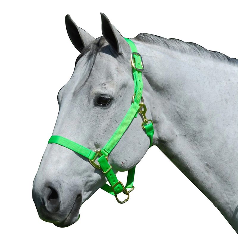 Intrepid Neon Nylon Adjustable Halter Cob Neon Gre