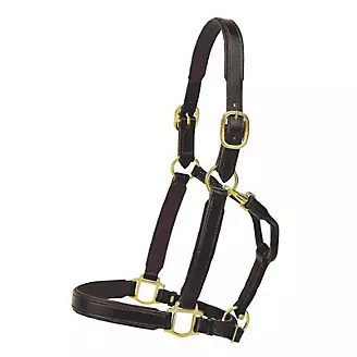 Tory Leather 1in Padded Halter w/Brass Hardware