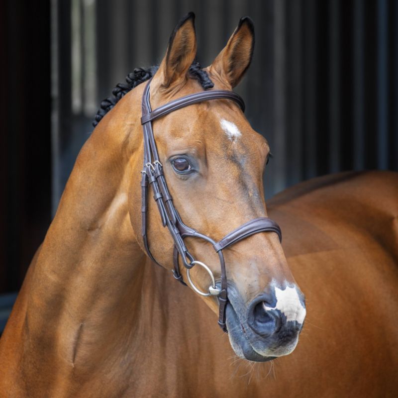 51001-HAVANA-COB Shires Velociti Rolled Padded Cavesson Bridle Cob sku 51001-HAVANA-COB