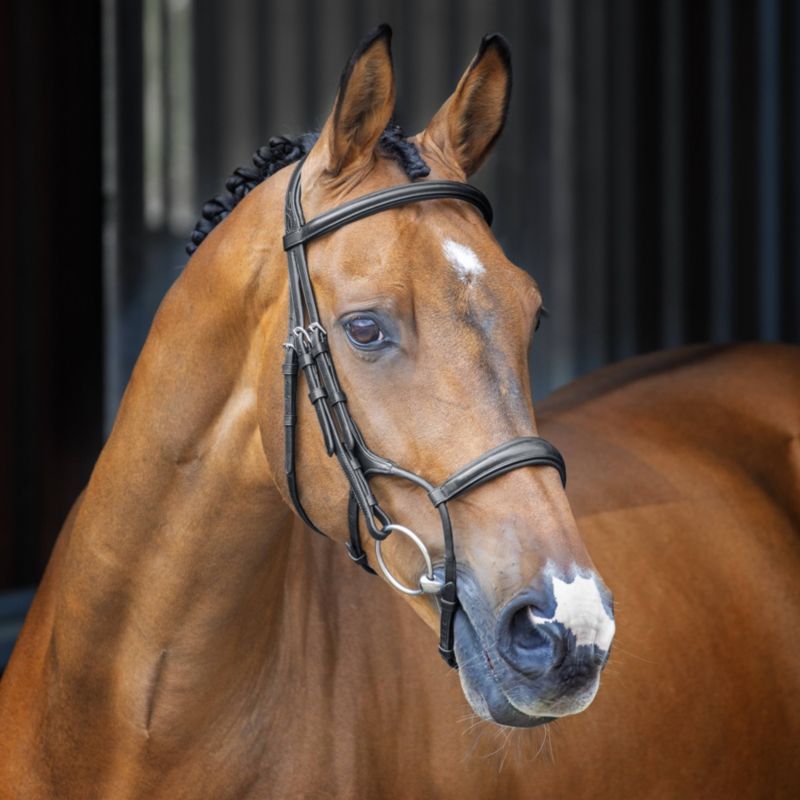 51001-BLK-COB Shires Velociti Rolled Padded Cavesson Bridle Cob sku 51001-BLK-COB