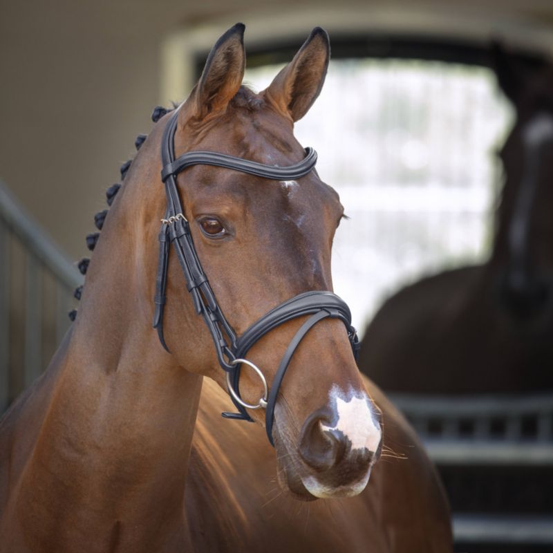 51004-BLK-COB Shires Velociti Lusso Padded Raised Flash Cob Blac sku 51004-BLK-COB