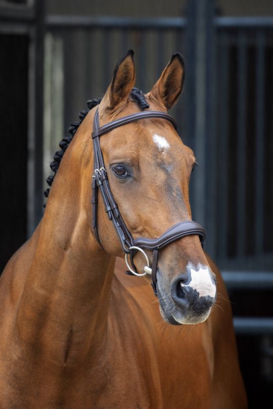 Shires Velociti Lusso Ergonomic Flash Bridle Cob B