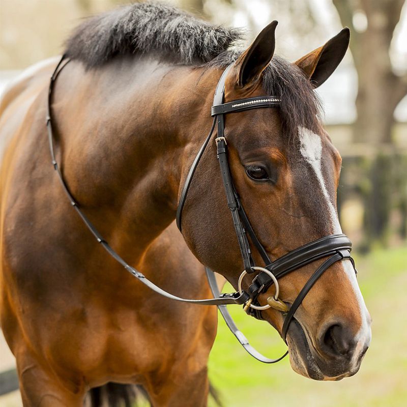 Equinavia Saga Dressage Crank Noseband Bridle Full