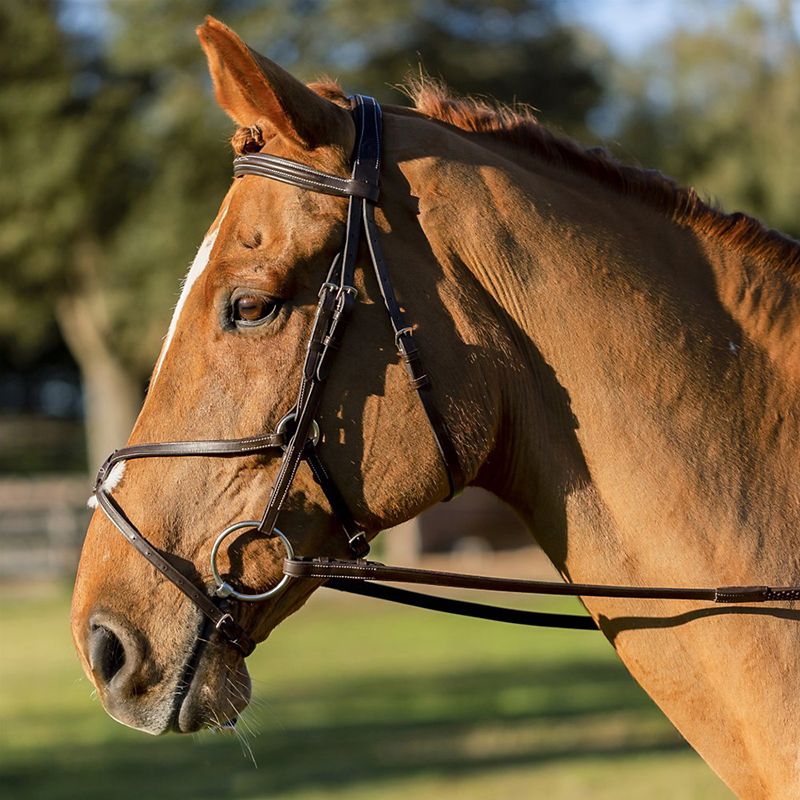 Equinavia Saga Fancy Stitched Figure 8 Bridle Cob