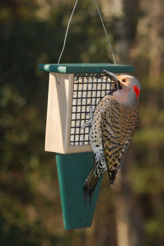 Suet Feeder With Tail Prop Hunter Green