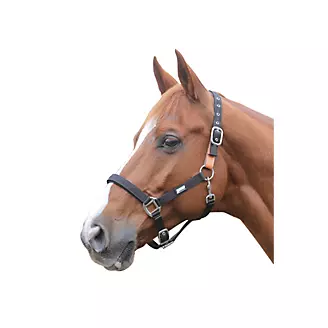 Deluxe English Padded Garment Leather Halter – Devon Horse Show Souvenirs