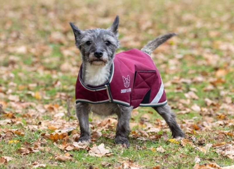 Shires Digby Fox Waterproof Dog Coat M Burgundy