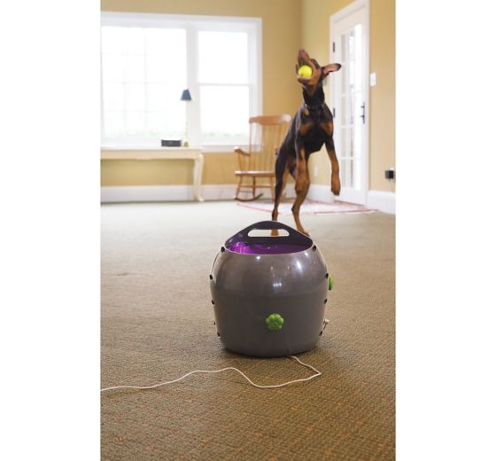 PetSafe® Interactive Pet Toys