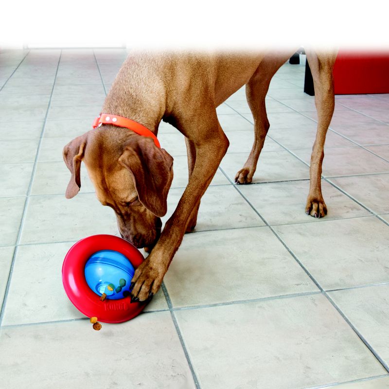 kong dog treat dispenser