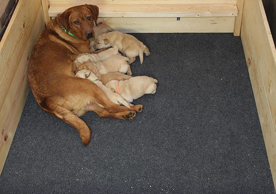 whelping box blankets