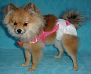 cat diaper suspenders