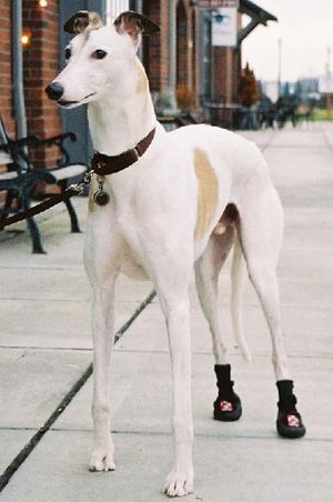 thera paw boots for greyhounds