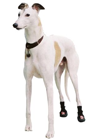 greyhound dog boots