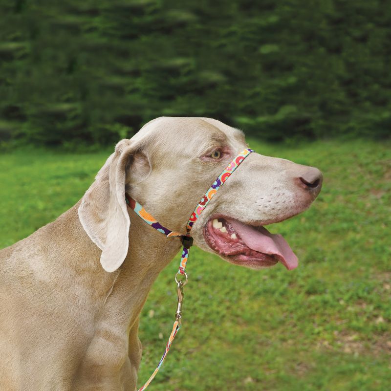 gentle leader headcollar for dogs