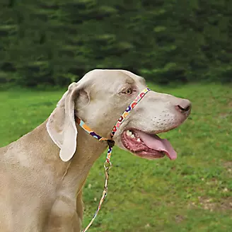 PetSafe Easy Walk Chic Designer Dog Harness & Leash, Donut, Small