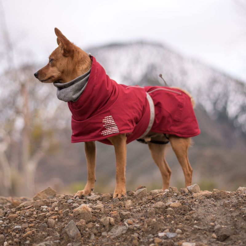 dog with jacket