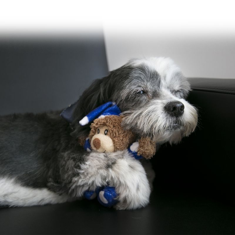 kong comfort kiddos bear