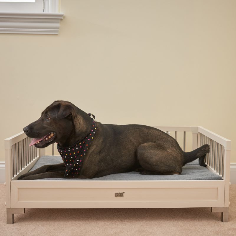 cheapest place to buy dog beds