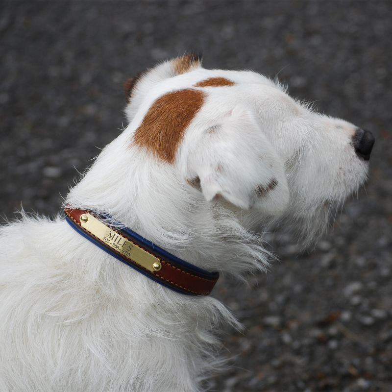 best collar for jack russell