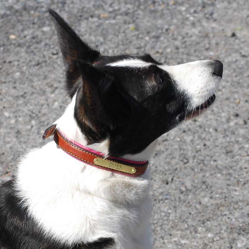 Personalized Corgi Dog Collar - Dog.com