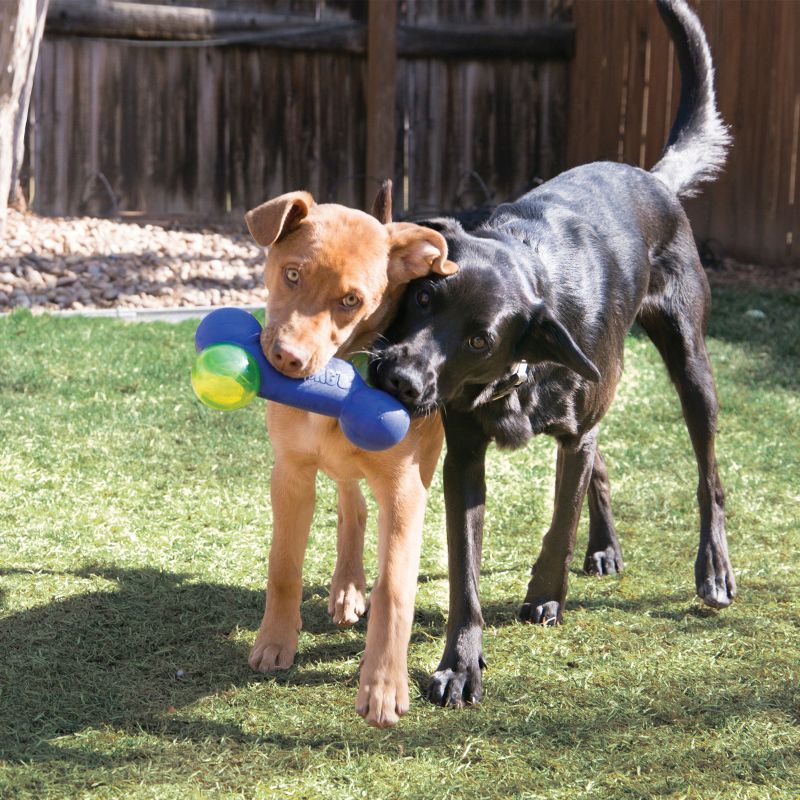 kong squeezz action ball 3 pack