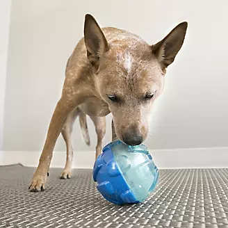 Rolling Dog Toy' - Pitbull Treat Dispenser, Large Size