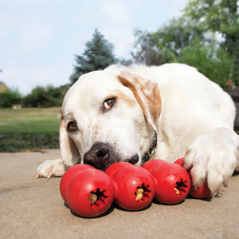 the kong dog toy