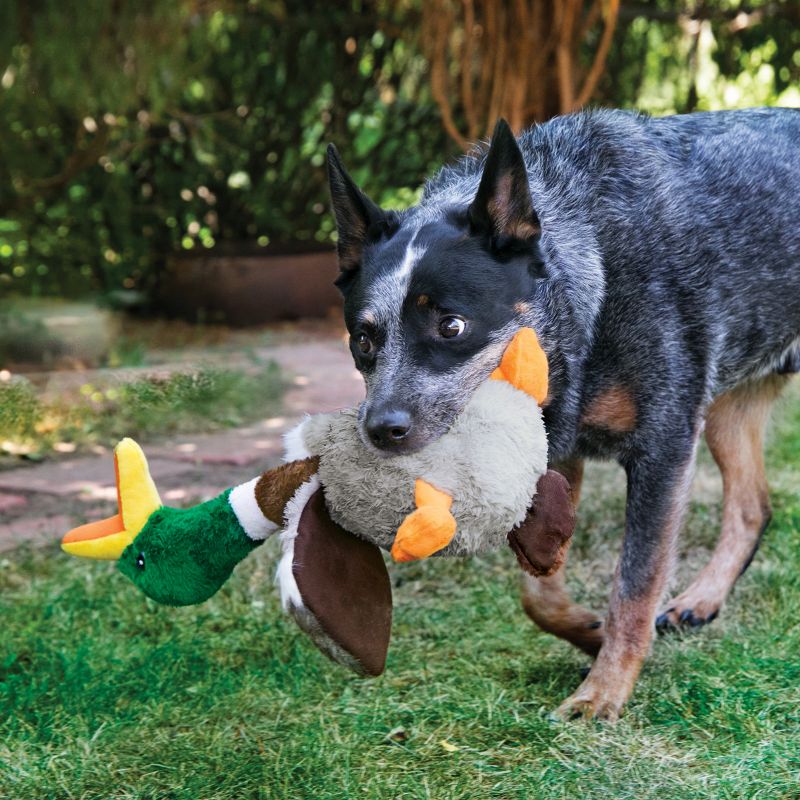 kong duck dog toy