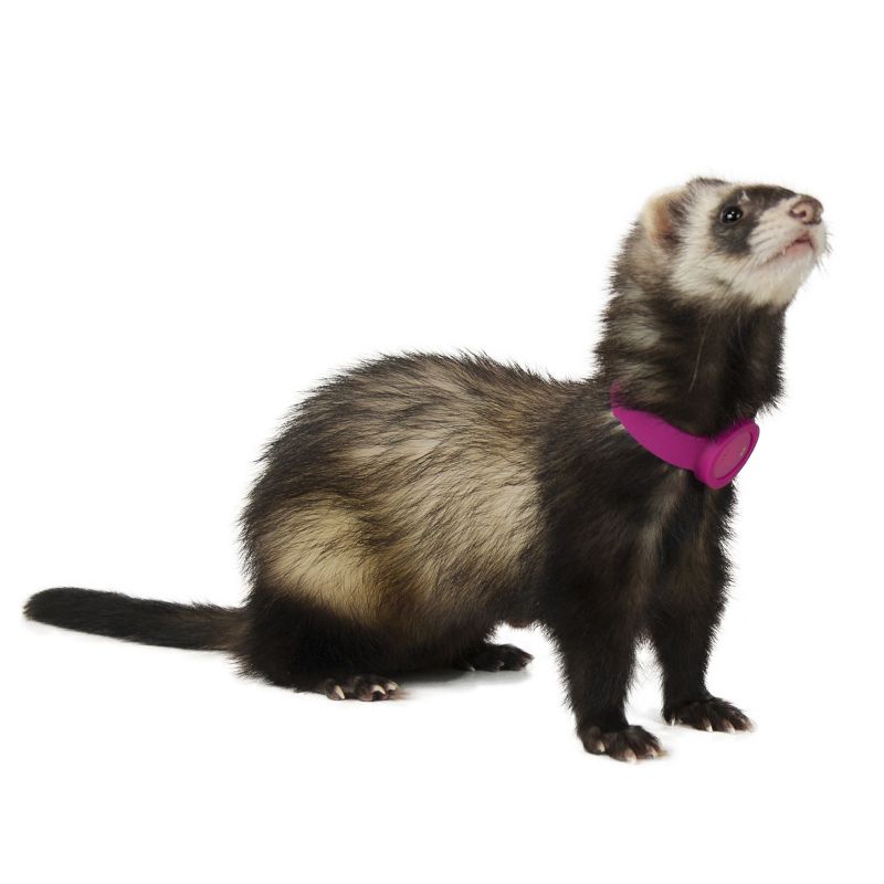 Marshall Ferret Finder White