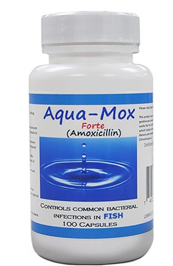 Aqua Mox Forte 500mg Capsules 100 Count