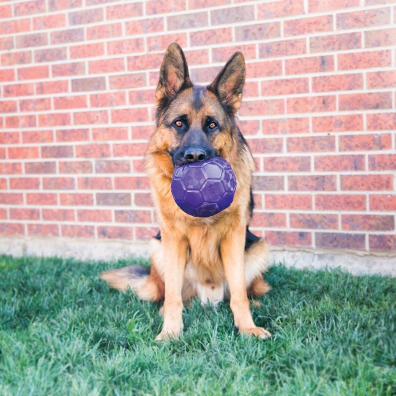 large dog ball